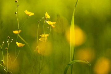bright field yellow flowers buttercups in the meadow
