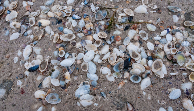 Shells of mollusks (Miya, Cerastoderma) in storm emissions on the sandy Kinburn Spit