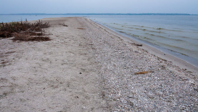 Shells of mollusks (Miya, Cerastoderma) in storm emissions on the sandy Kinburn Spit