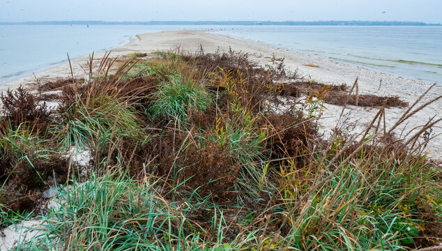 The terminal part of the Kinburn Spit, overgrown with specific salt-tolerant vegetation, protected area