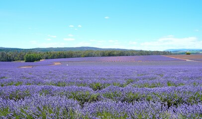 Naklejka premium lavender fields with blue sky