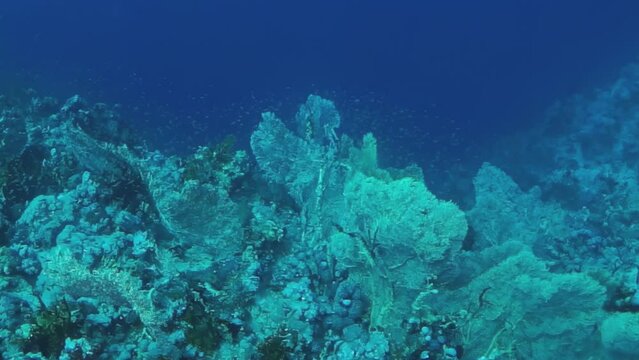 A beautiful blue ocean with a variety of plants and fish. The plants are green and the fish are swimming around them. Scene is peaceful and serene, as if the ocean is a calm and tranquil place
