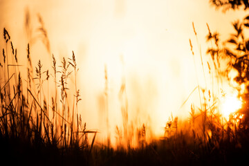meadow with ears of grass in orange sunset light. minimalism, silhouettes, boho style.