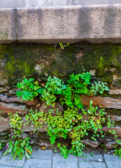 Landscape park design, ferns on a wet wall in a city park in Nantes, France