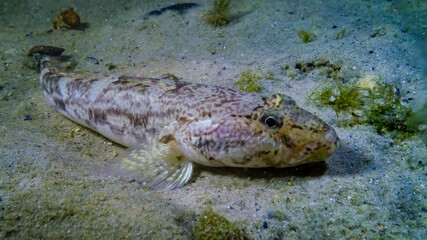 Sea fish Knout goby (Mesogobius batrachocephalus) lies on the bottom covered with seashells