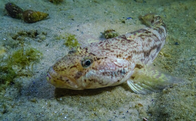 Sea fish Knout goby (Mesogobius batrachocephalus) lies on the bottom covered with seashells