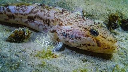 Sea fish Knout goby (Mesogobius batrachocephalus) lies on the bottom covered with seashells