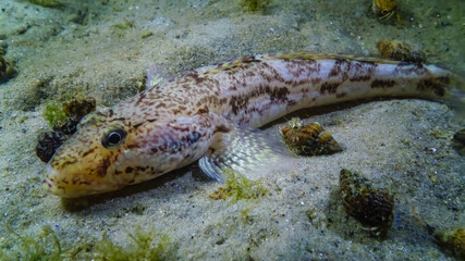 Sea fish Knout goby (Mesogobius batrachocephalus) lies on the bottom covered with seashells