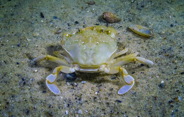 Сrabs (Liocarcinus holsatus), On the sand in the Black Sea, rear view