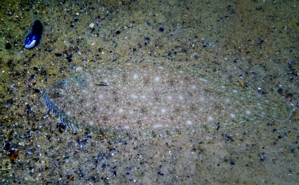 Sand sole (Pegusa lascaris) lies on the sandy ground, close-up, side view. Fish of the Black Sea