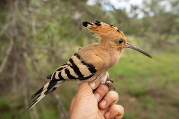 Anillamiento de Aves, Abubilla © alba1988