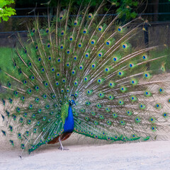 Obraz premium The Indian blue peafowl, Peacock (Pavo cristatus), male