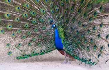 Fototapeta premium The Indian blue peafowl, Peacock (Pavo cristatus), male