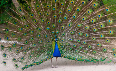 Obraz premium The Indian blue peafowl, Peacock (Pavo cristatus), male