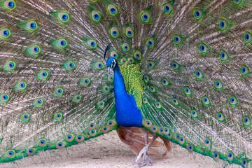 Obraz premium The Indian blue peafowl, Peacock (Pavo cristatus), male