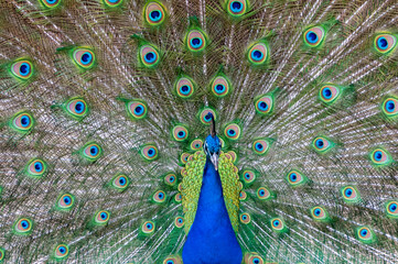 Obraz premium The Indian blue peafowl, Peacock (Pavo cristatus), male