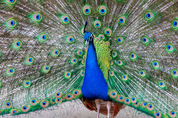 Obraz premium The Indian blue peafowl, Peacock (Pavo cristatus), male