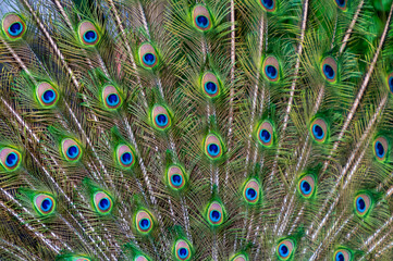 Obraz premium Close-up of feathers, male The Indian blue peafowl, Peacock (Pavo cristatus)