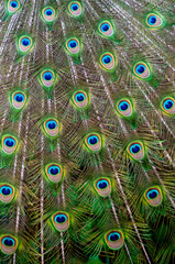 Obraz premium Close-up of feathers, male The Indian blue peafowl, Peacock (Pavo cristatus)