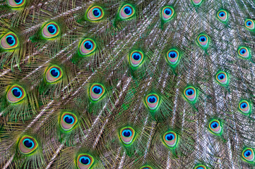 Obraz premium Close-up of feathers, male The Indian blue peafowl, Peacock (Pavo cristatus)