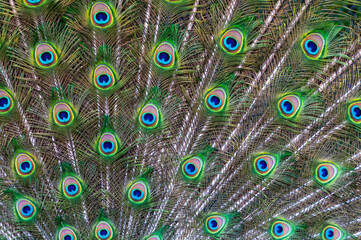 Obraz premium Close-up of feathers, male The Indian blue peafowl, Peacock (Pavo cristatus)