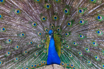Naklejka premium Indian blue peafowl (Pavo cristatus), adult male with open tail