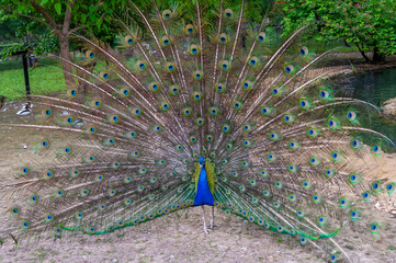 Obraz premium Indian blue peafowl (Pavo cristatus), adult male with open tail