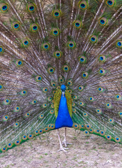 Naklejka premium Indian blue peafowl (Pavo cristatus), adult male with open tail