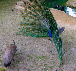 Obraz premium The Indian blue peafowl, Peacock (Pavo cristatus), Askania-Nova, Ukraine