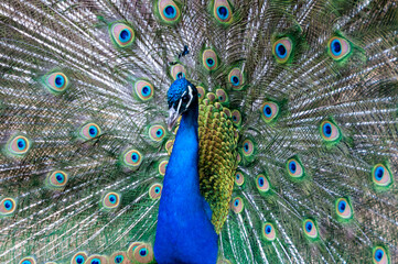 Obraz premium Indian blue peafowl (Pavo cristatus), adult male with open tail