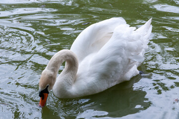 White swan swims in the lake, Askania-Nova, Ukraine