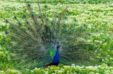 Obraz premium The Indian (or blue ) peafowl, peacock (Pavo cristatus), shows the females his open fluffy tail