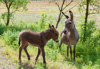 Domestic donkey walks freely in the zoo, Askania-Nova, Ukraine