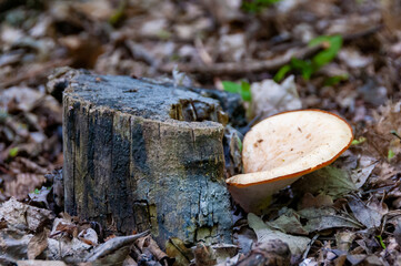 Oyster mushroom on an old rotten stump in the park, Askania-Nova, Ukraine