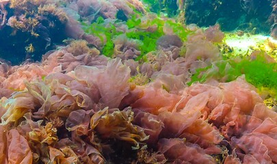 Green, red and brown algae on the seabed (Ulva, Enteromorpha, Ceramium, Cladophora, Porphira)