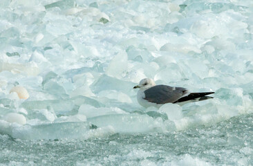 Seagull resting on floating ice in the Black Sea