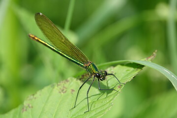 female banded demoiselle (Colopteryx splendens)