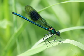 male banded demoiselle (Colopteryx splendens)