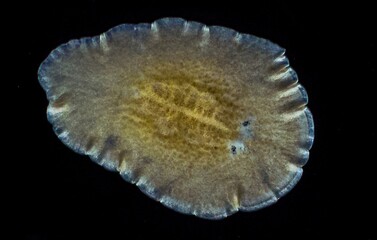 Marine flatworm - Planaria, crawling on the glass, Black Sea