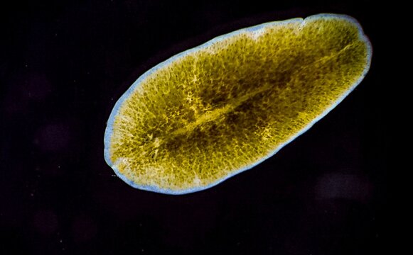 Marine flatworm - Planaria, crawling on the glass, Black Sea