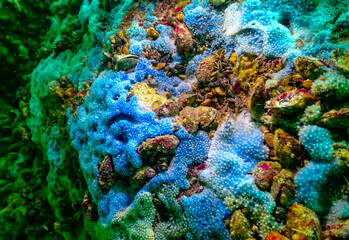 Sea sponges in underwater caves in Bulgaria, Fauna of the Black Sea