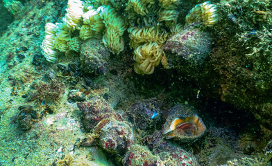 Cocoons of the predatory mollusk Rapana venosa, the invader in the Black Sea