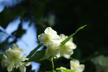 Spring white flower in bloom