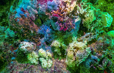 Cocoons of the predatory mollusk Rapana venosa, the invader in the Black Sea