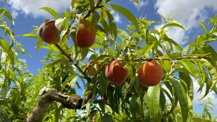 Ripening peaches in the foreground ready for picking