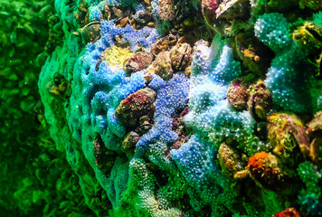 Sea sponges in underwater caves in Bulgaria, Fauna of the Black Sea