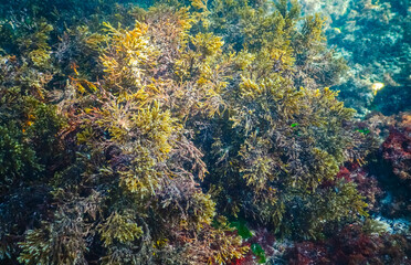 Thickets sea algae Cystoseira barbata in the coastal zone of the sea