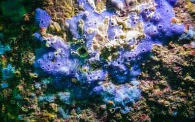 Sea sponges in underwater caves in Bulgaria, Fauna of the Black Sea