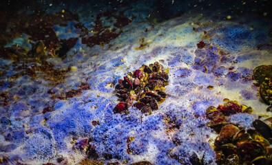 Sea sponges in underwater caves in Bulgaria, Fauna of the Black Sea