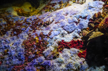 Sea sponges in underwater caves in Bulgaria, Fauna of the Black Sea